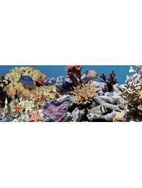 Ocean Reef 2