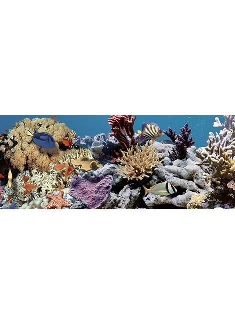 Ocean Reef 2